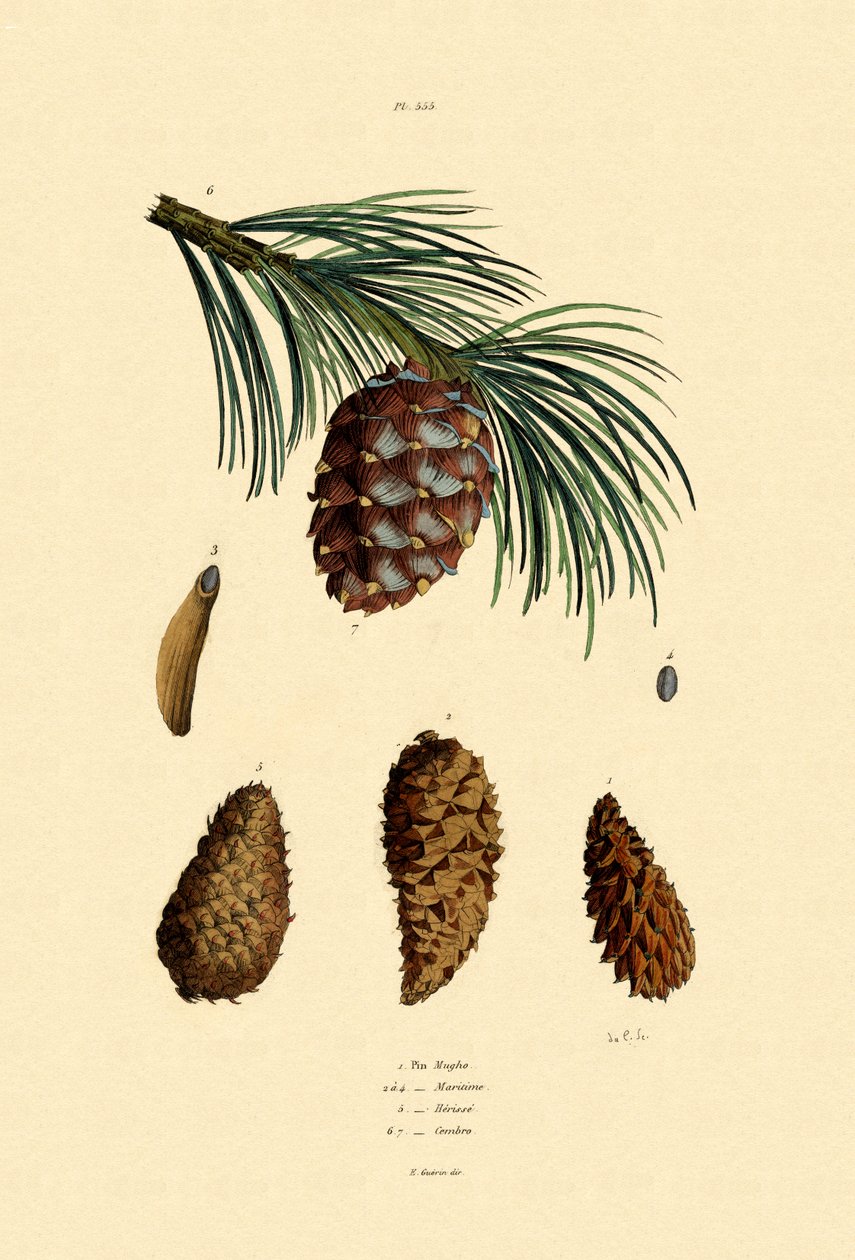 Pinho de montanha, 1833-39 de French School