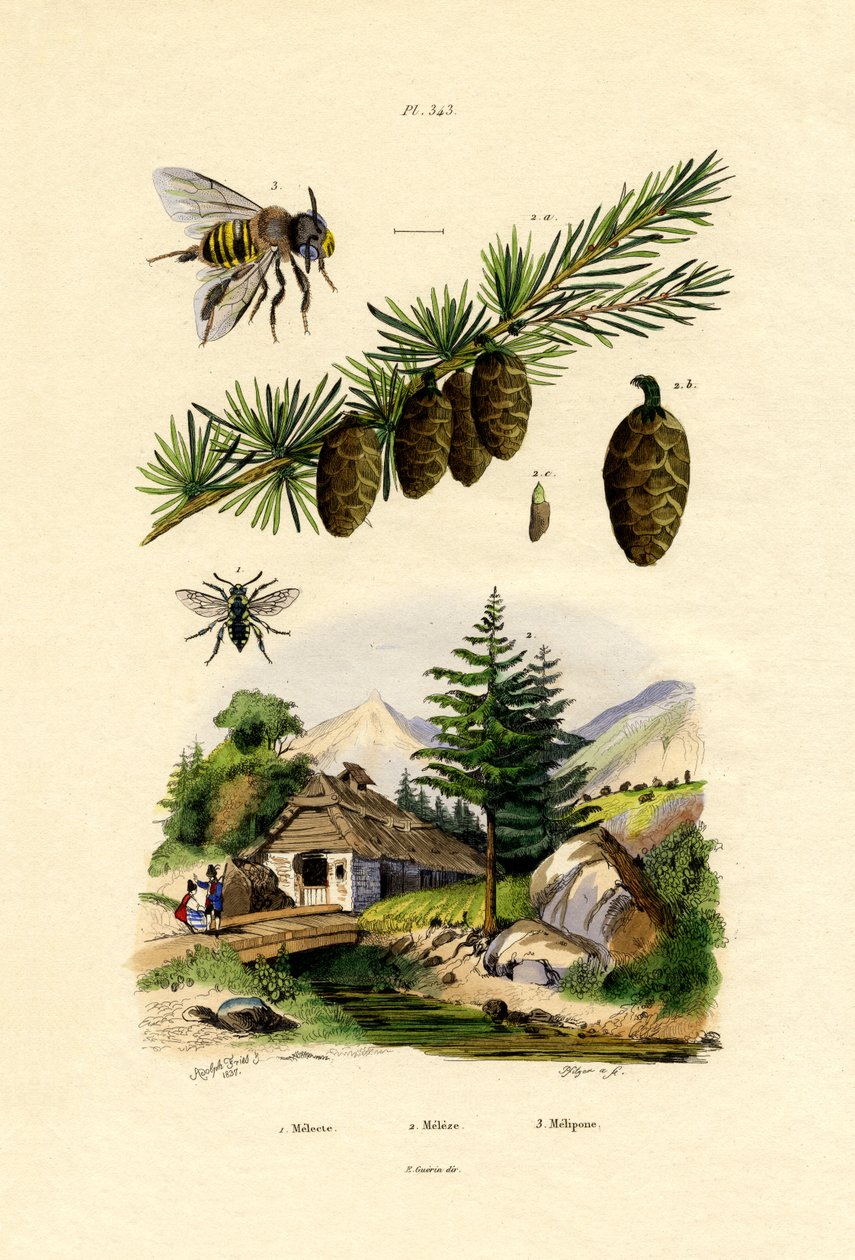 Abelha de luto, 1833-39 de French School