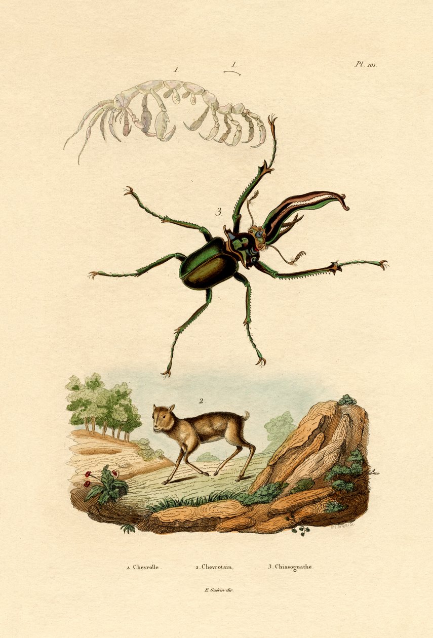 Veado de rato, 1833-39 de French School