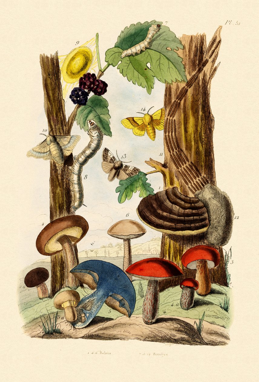 Cogumelos, 1833-39 de French School