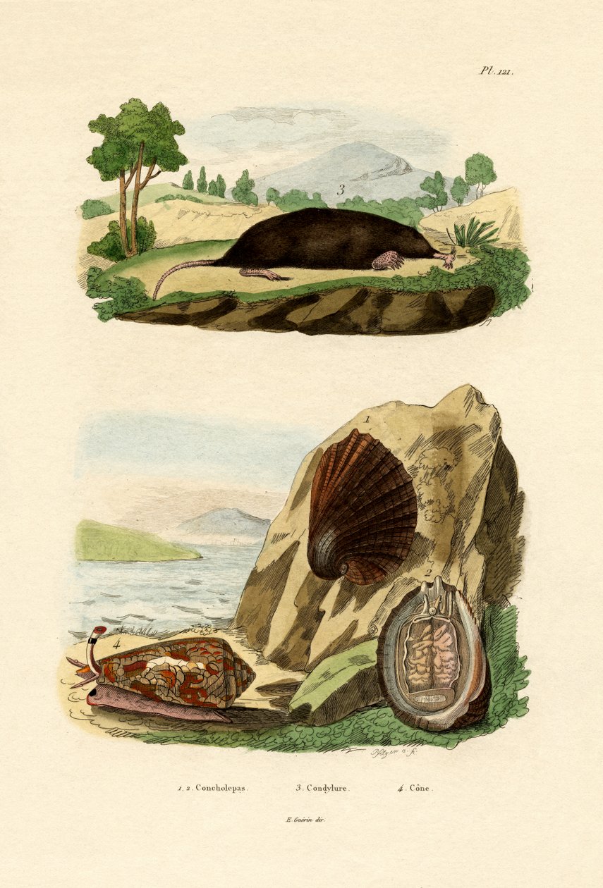 Molusco nativo, 1833-39 de French School