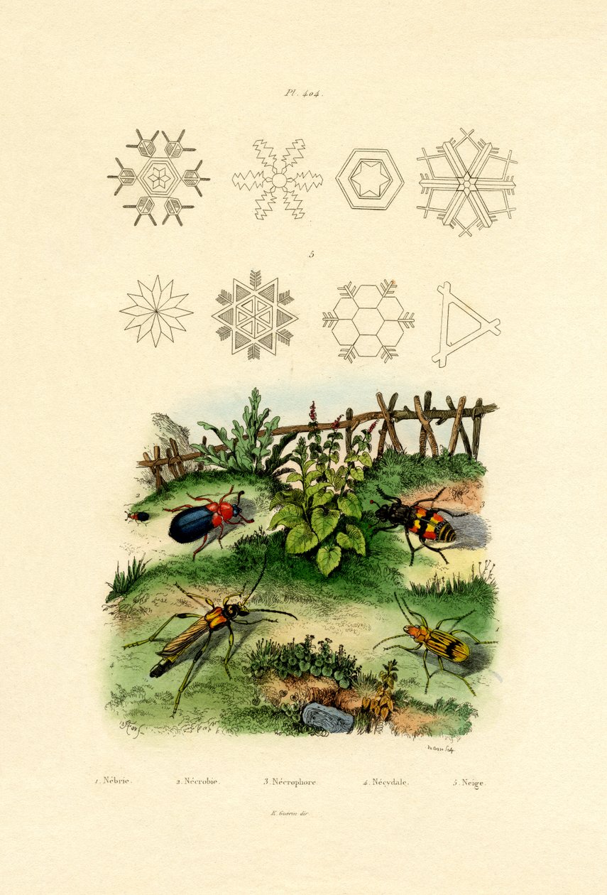 Besouro de Nebria, 1833-39 de French School