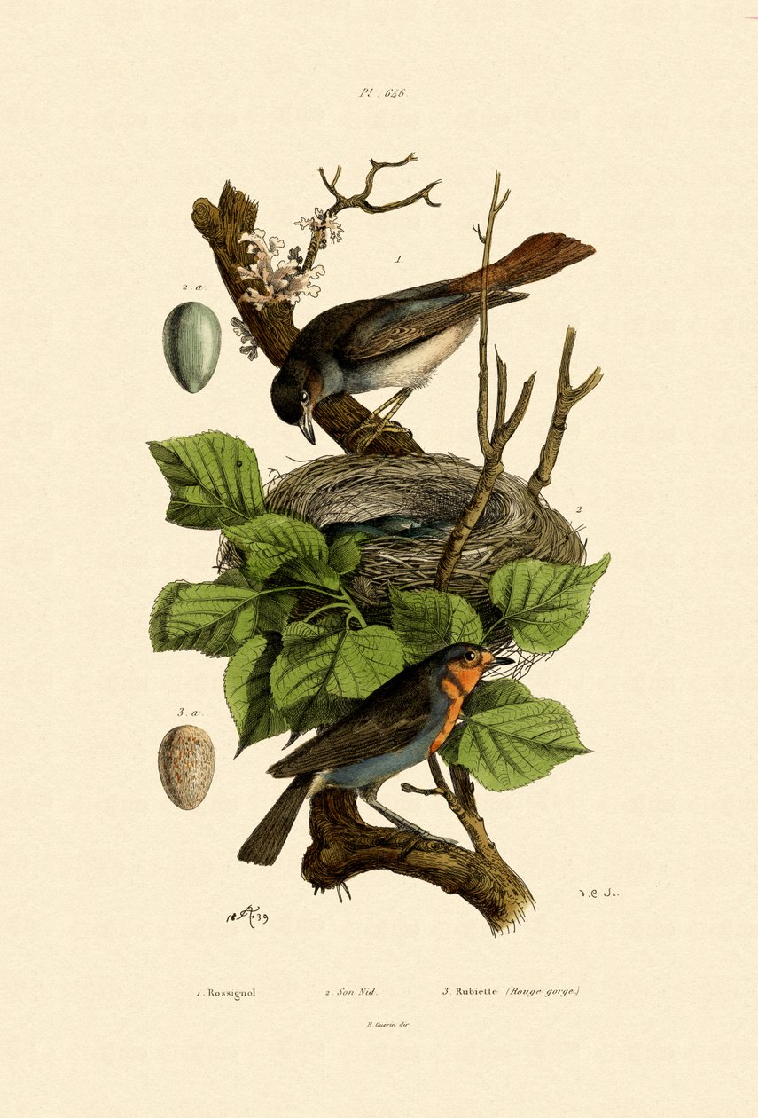 Nightingale, 1833-39 de French School