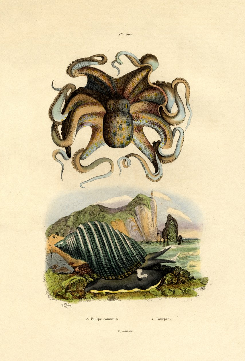 Polvo, 1833-39 de French School