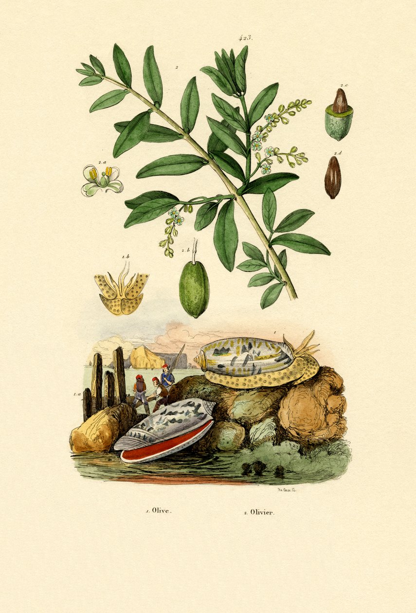 Casca de Oliva, 1833-39 de French School