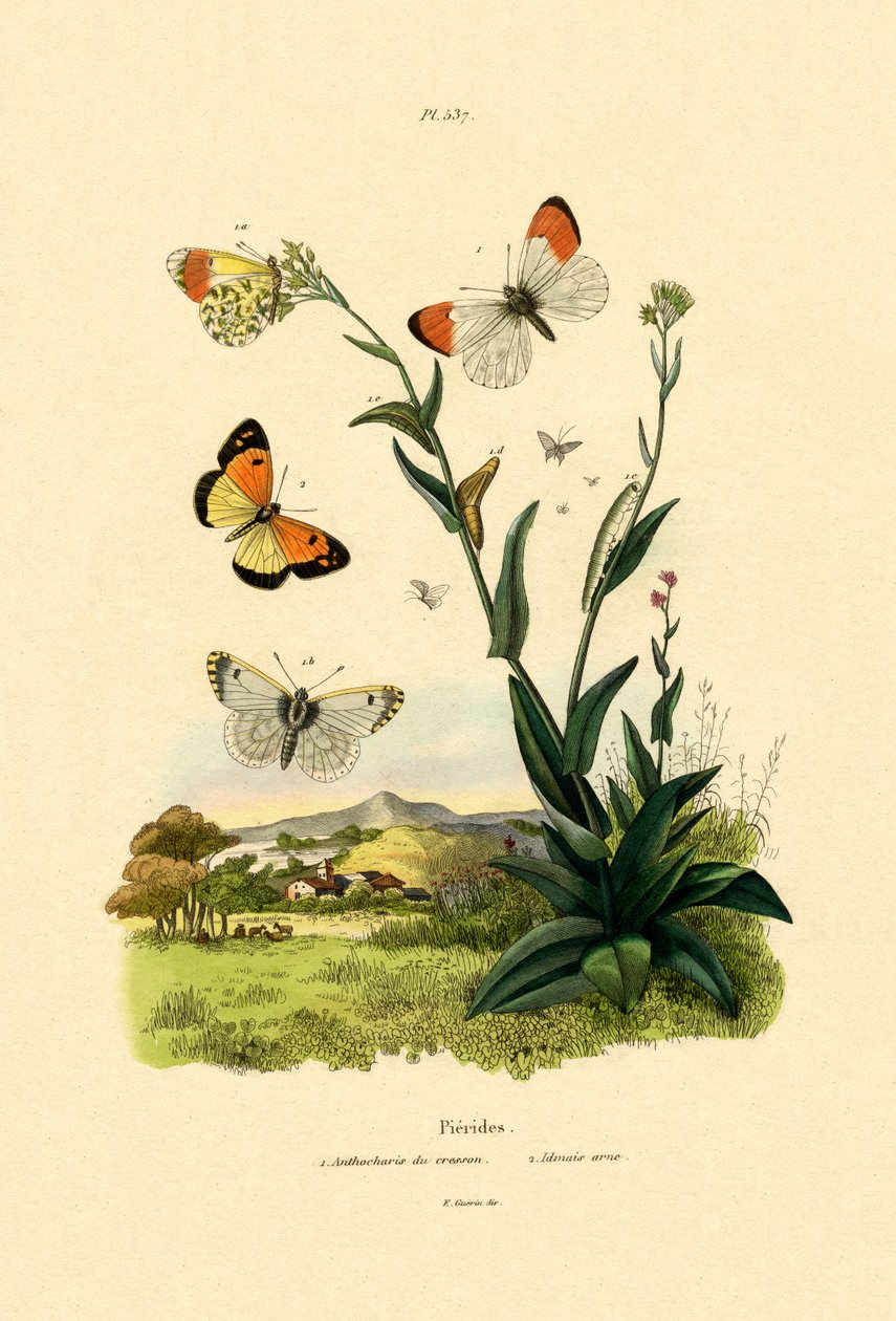 Ponta Laranja, 1833-39 de French School