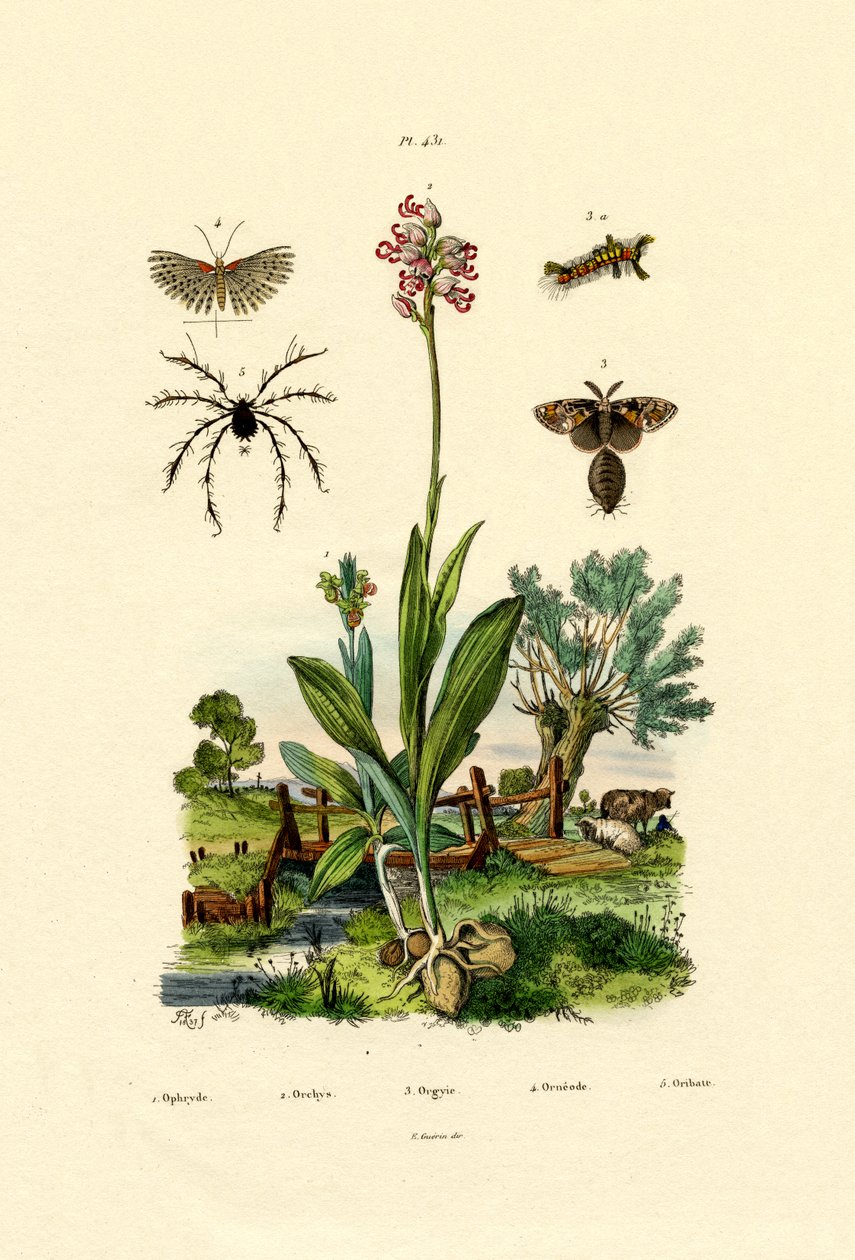 Orquídea, 1833-39 de French School