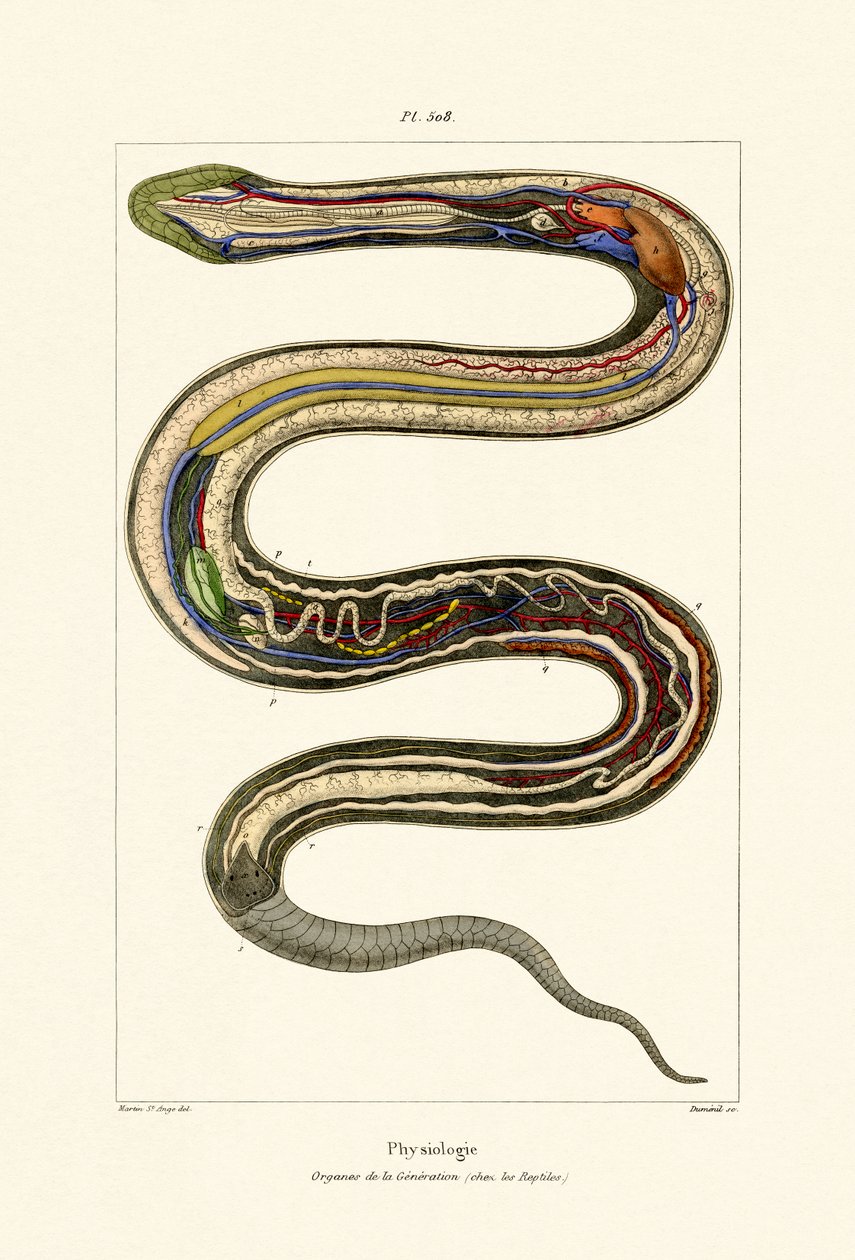 Órgãos, 1833-39 de French School