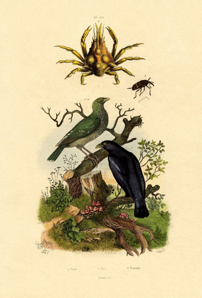 Oriol, 1833-39 de French School
