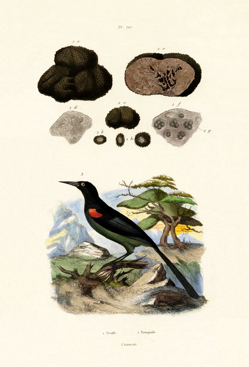 Oriole, 1833-39 de French School