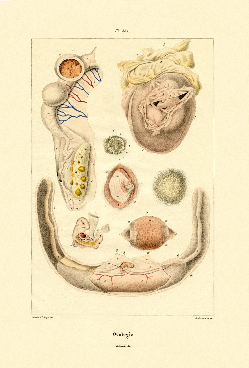 Ovologia, 1833-39 de French School
