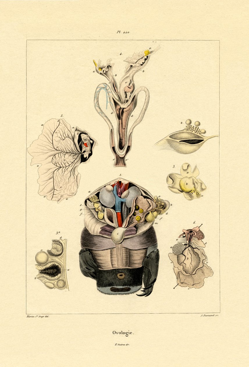 Ovologia, 1833-39 de French School