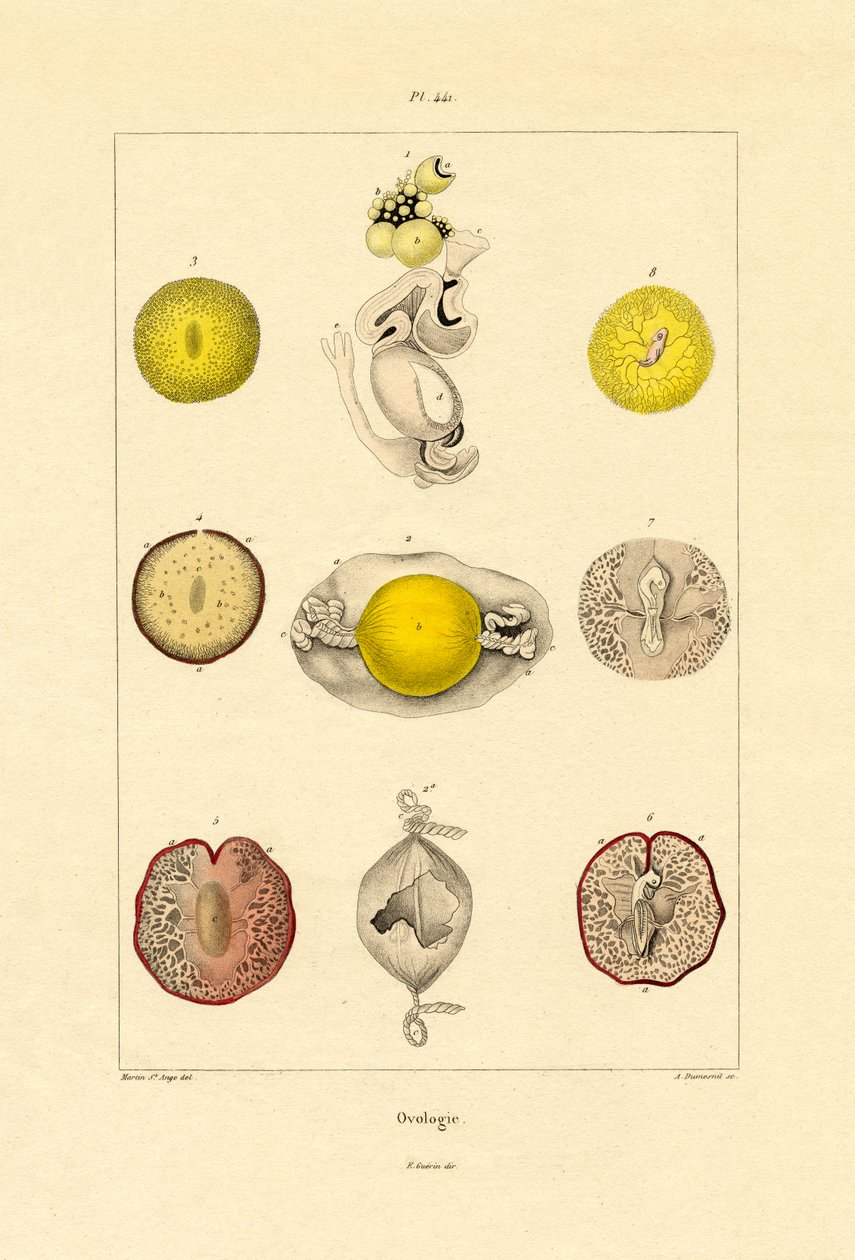 Ovologia, 1833-39 de French School