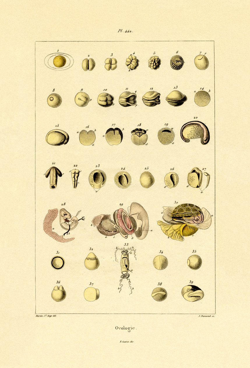 Ovologia, 1833-39 de French School