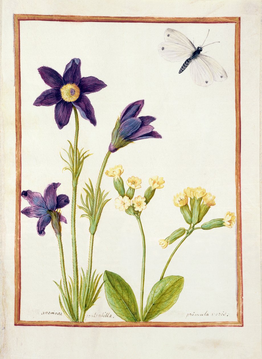 PD.126-1973f.23 Pulsatilla de anêmona, Primula veris e uma borboleta de repolho branco, c.1750 (wc e guache sobre velino) de French School
