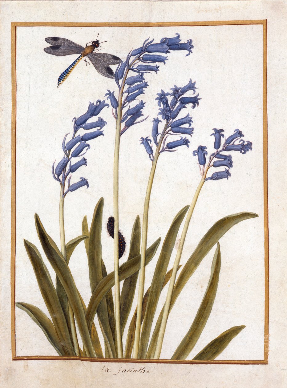 PD.126-1973f.36 Bluebell e uma libélula, c.1750 (wc e guache sobre pergaminho) de French School