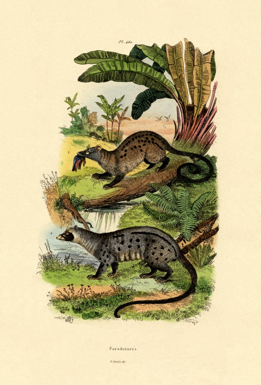 Palm Civets, 1833-39 de French School