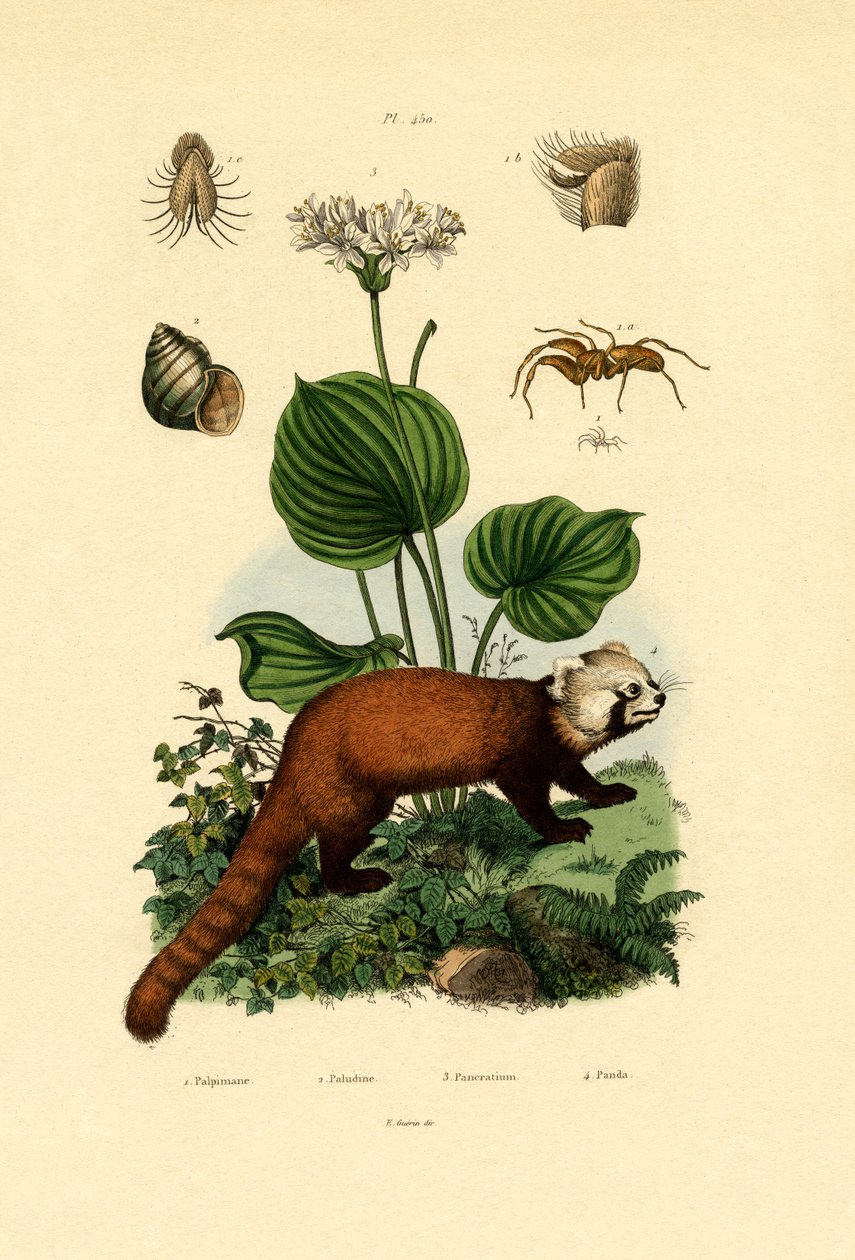 Aranha Palp-footed, 1833-39 de French School
