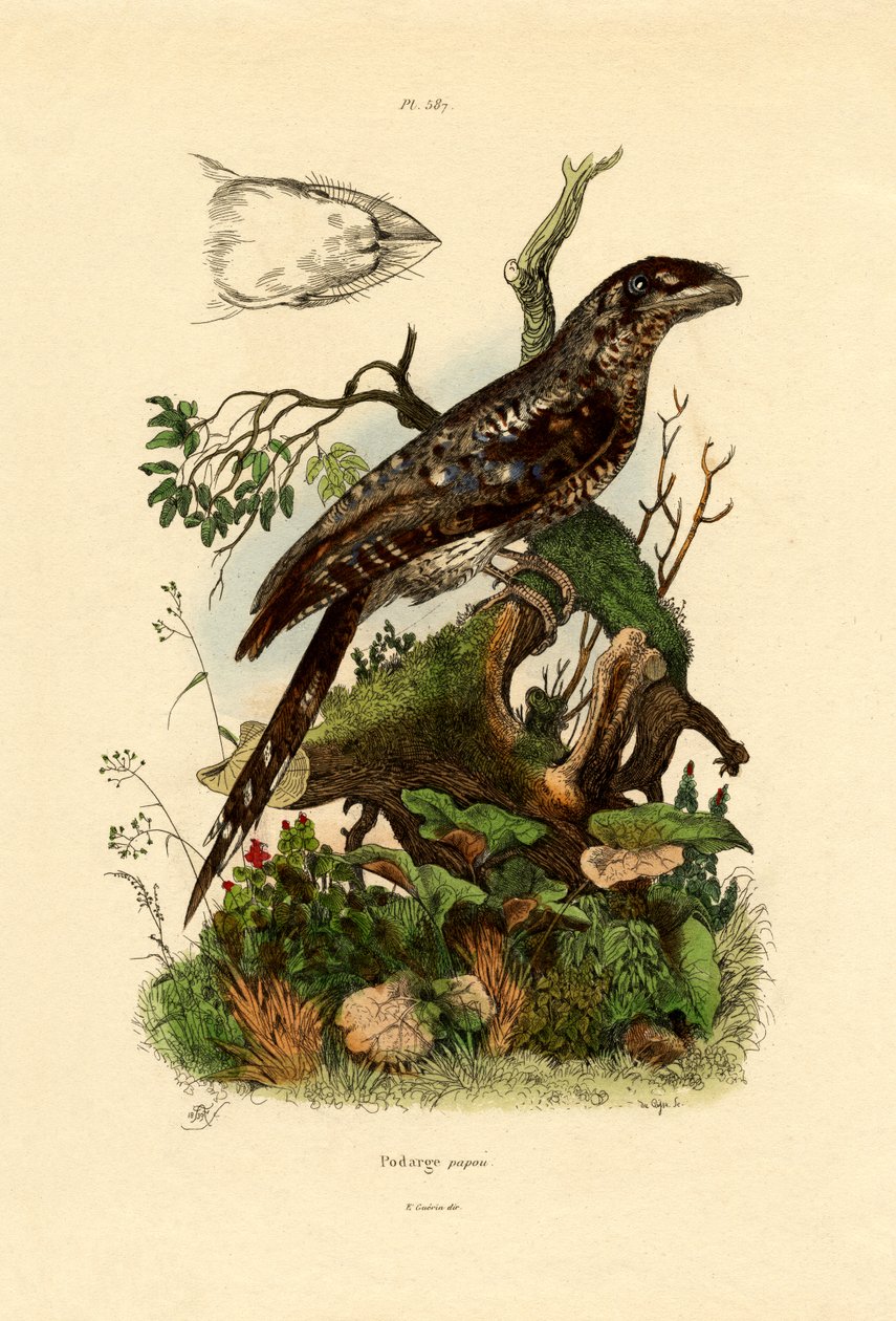 Papuan Frogmouth, 1833-39 de French School