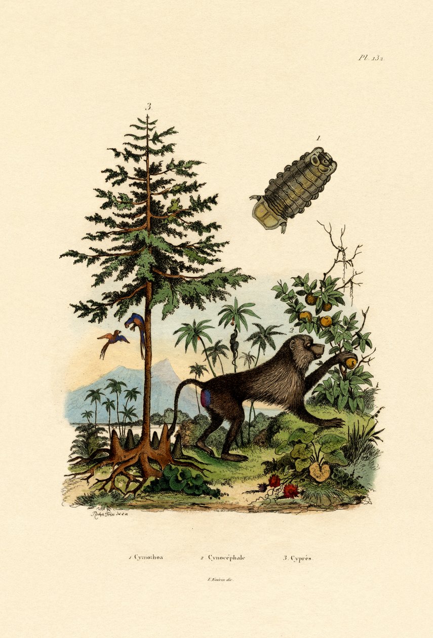 Crustáceo Parasítico, 1833-39 de French School