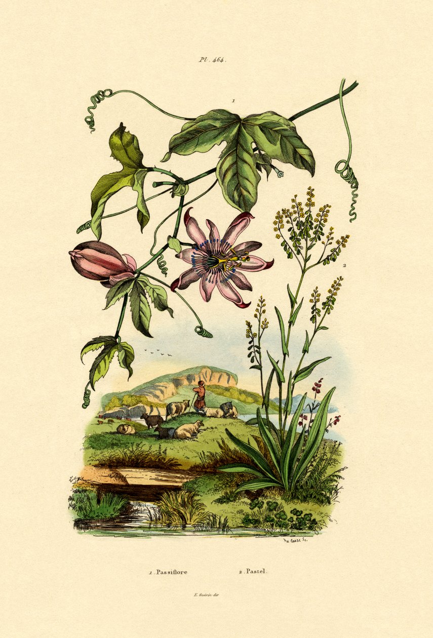 Flor da paixão, 1833-39 de French School
