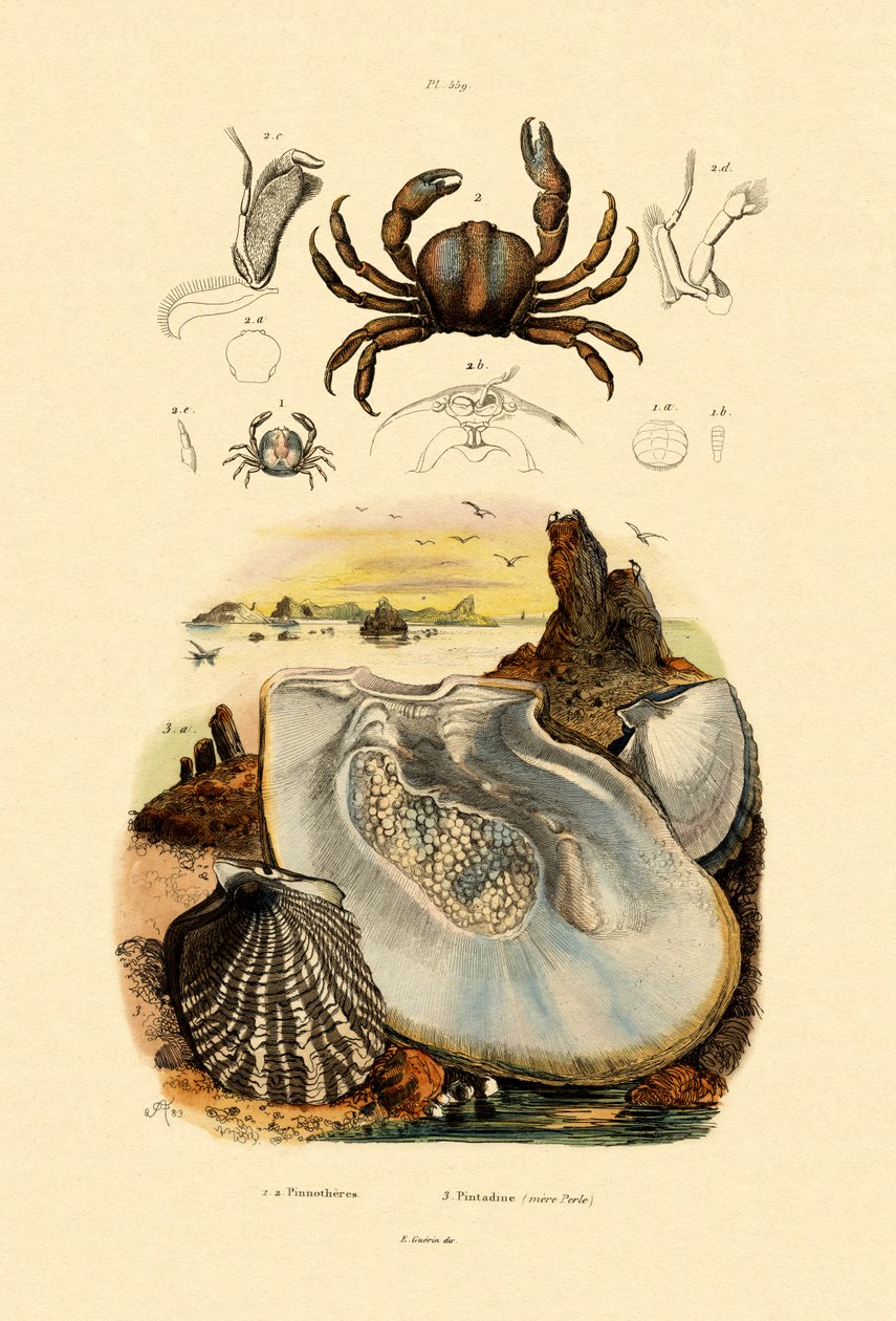 Caranguejo De Ervilha, 1833-39 de French School