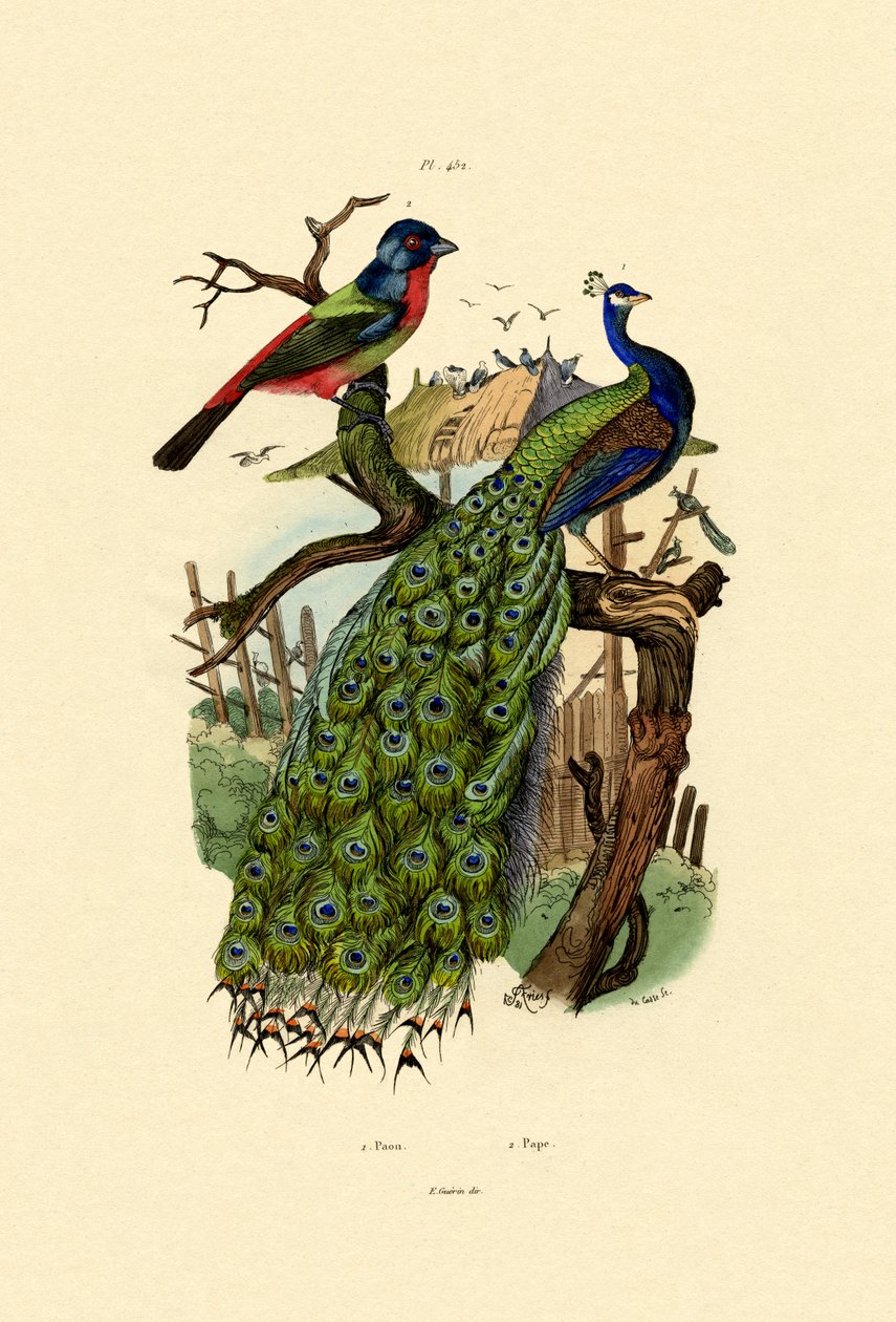 Pavão, 1833-39 de French School