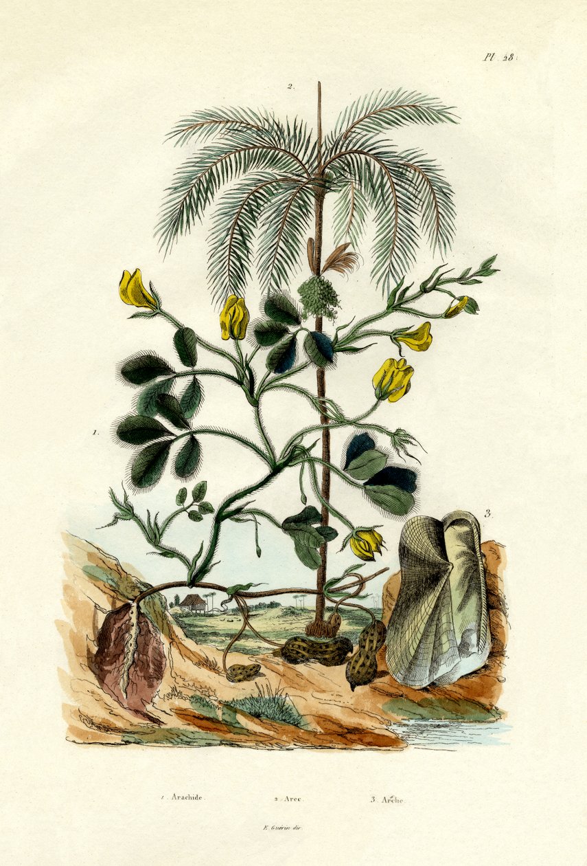 Planta de Amendoim, 1833-39 de French School