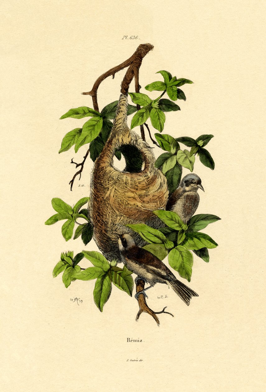 Penduline Tit, 1833-39 de French School