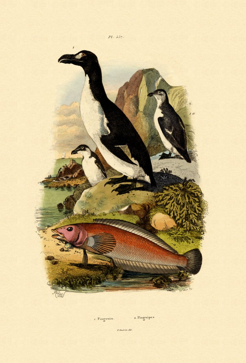 Pinguim, 1833-39 de French School