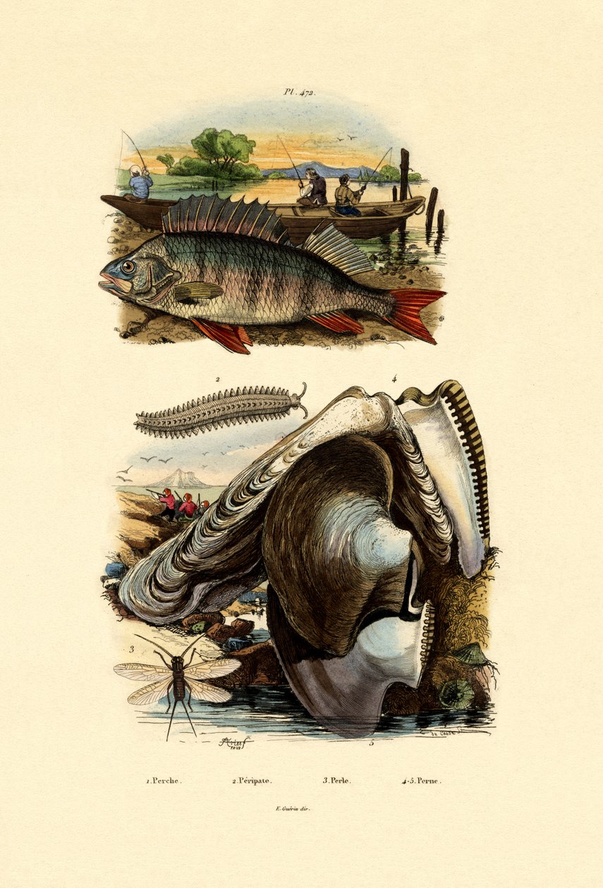 Perca, 1833-39 de French School