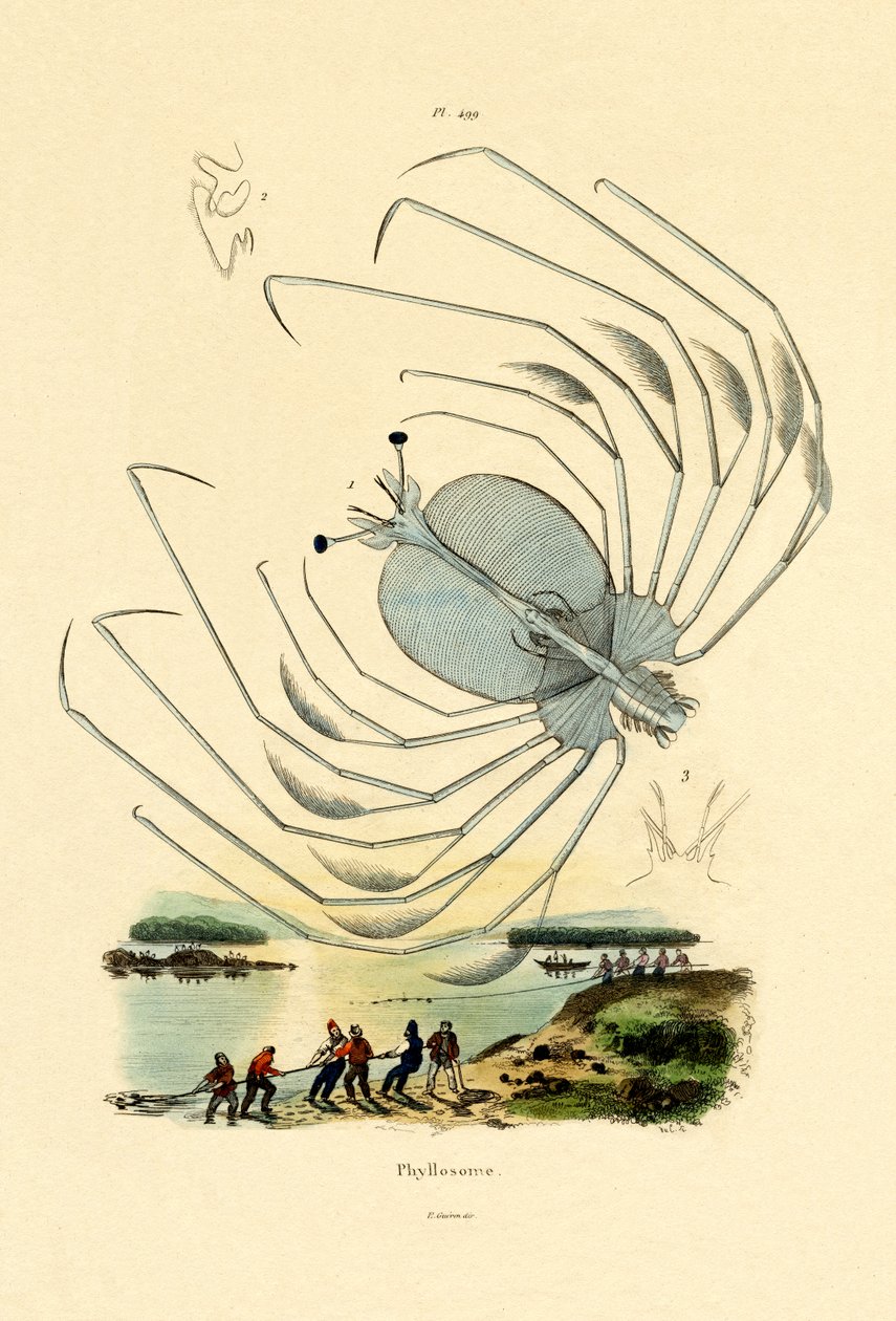 Phyllosome, 1833-39 de French School