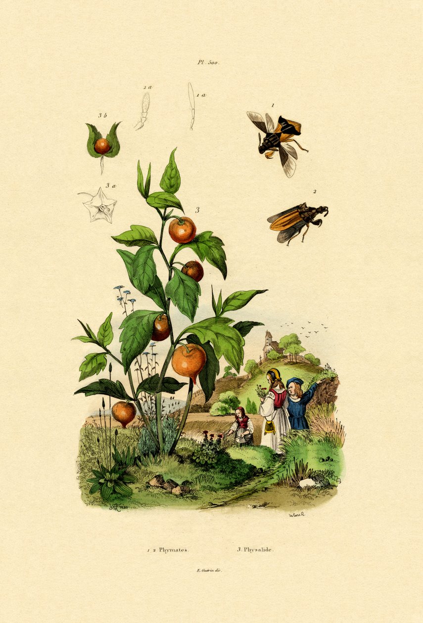 Physalis, 1833-39 de French School