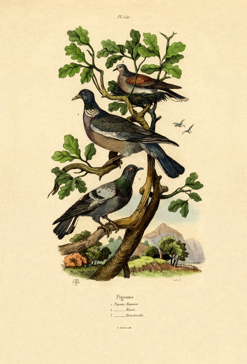 Pombos, 1833-39 de French School