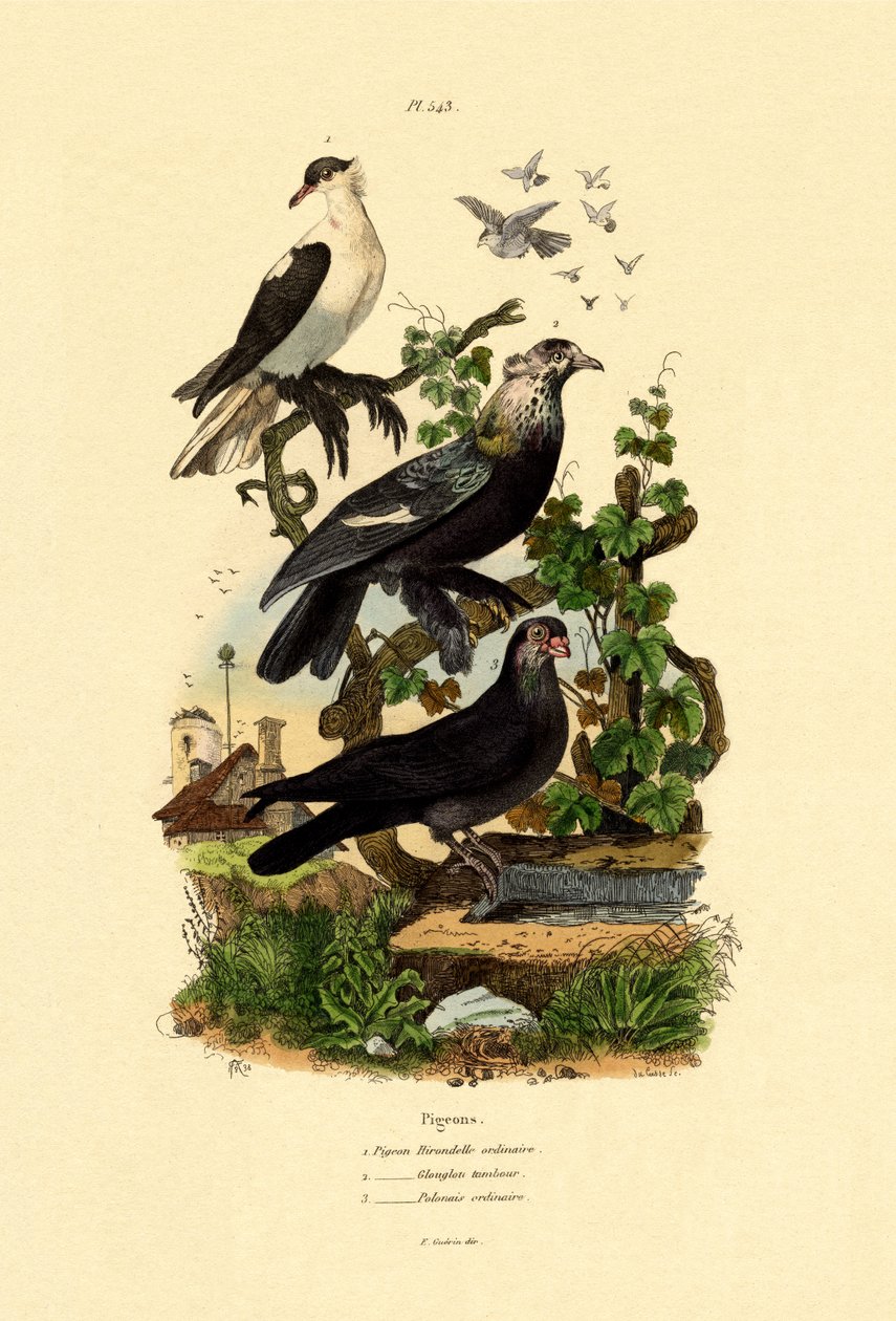 Pombos, 1833-39 de French School