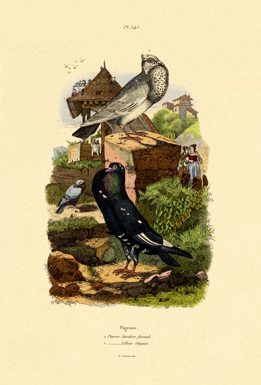 Pombos, 1833-39 de French School