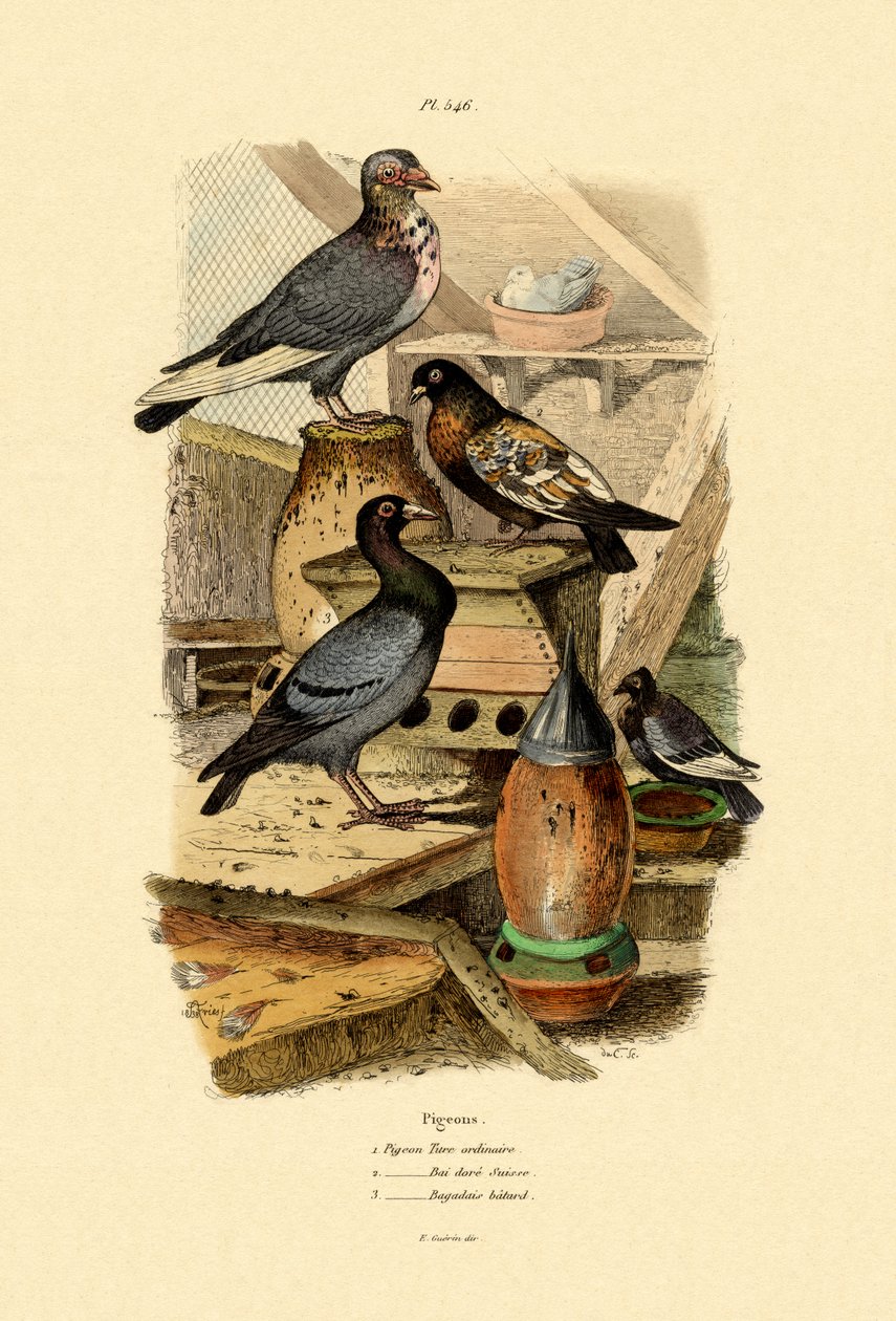 Pombos, 1833-39 de French School