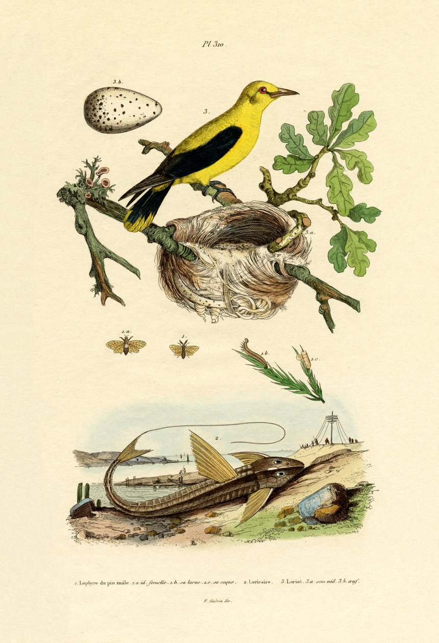 Pine Sawfly, 1833-39 de French School