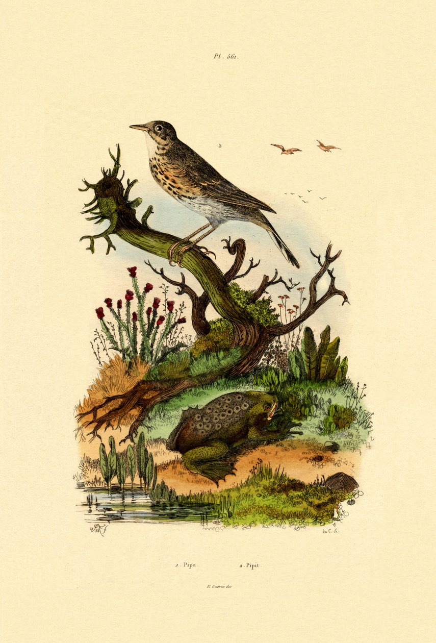 Pipa, 1833-39 de French School