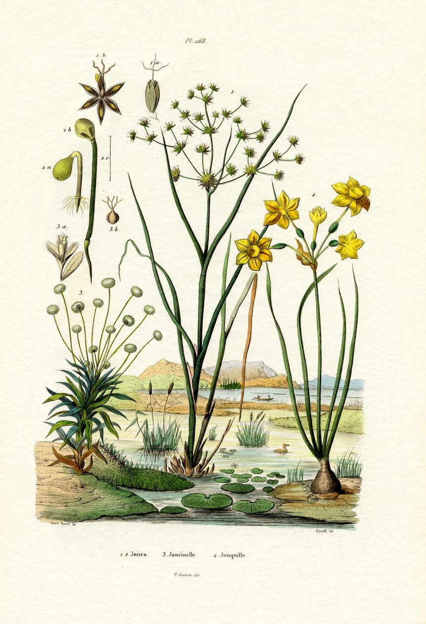 Pipewort, 1833-39 de French School