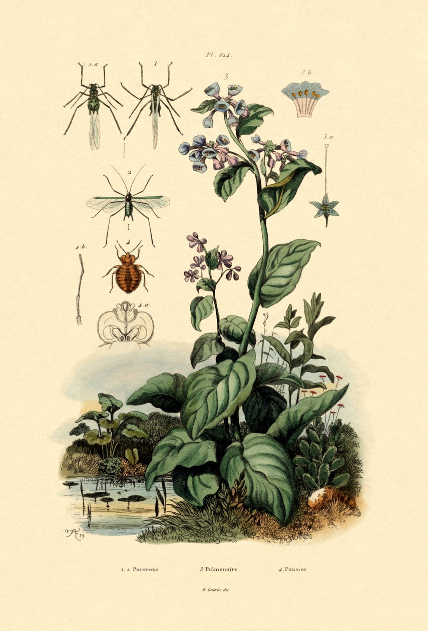 Plantlice, 1833-39 de French School