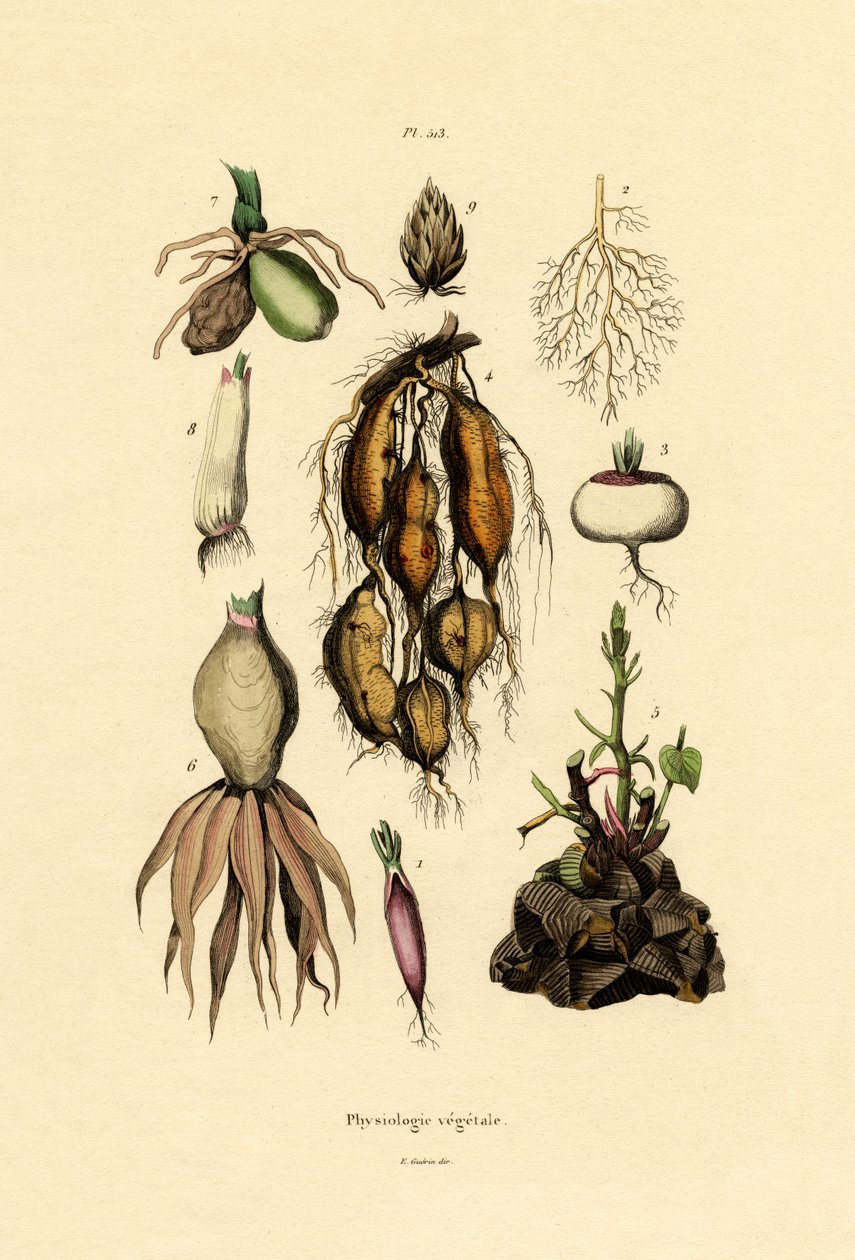 Plantas, 1833-39 de French School
