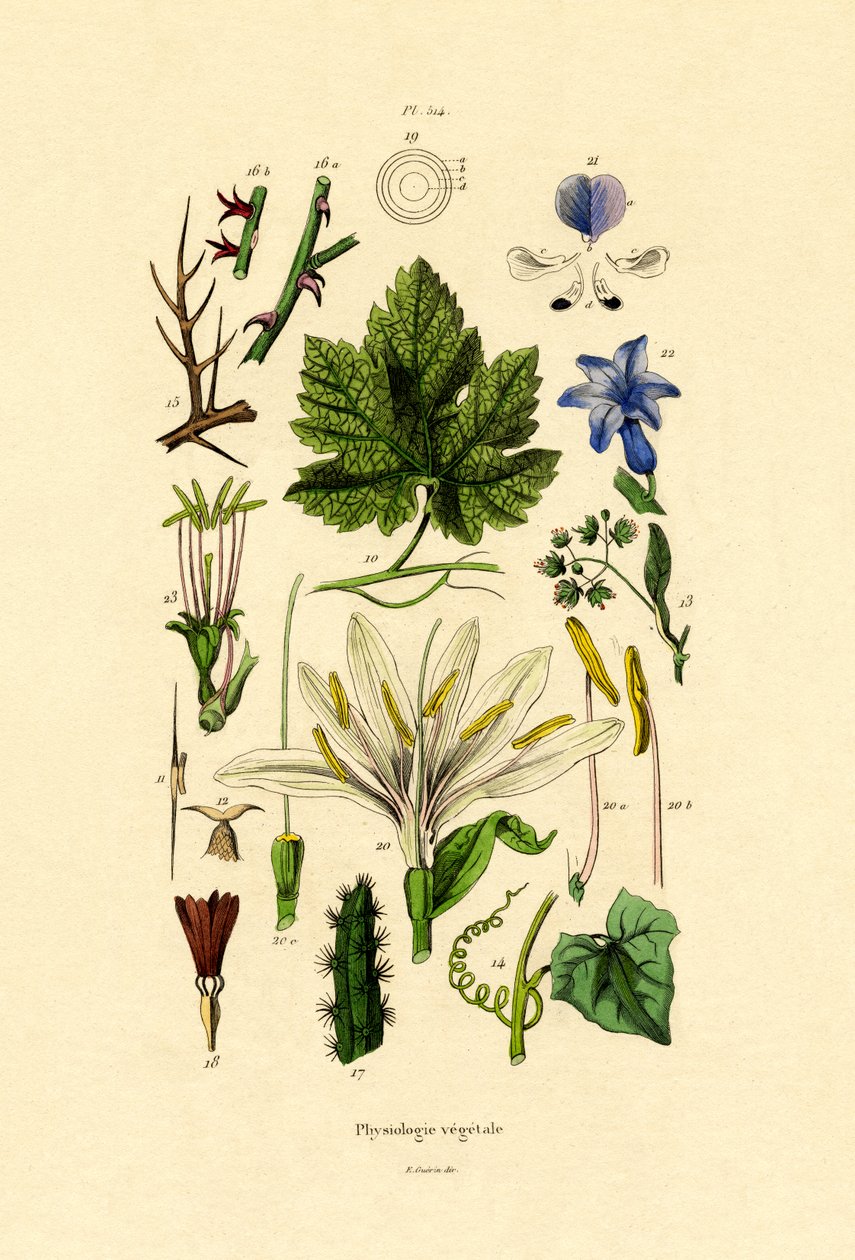 Plantas, 1833-39 de French School