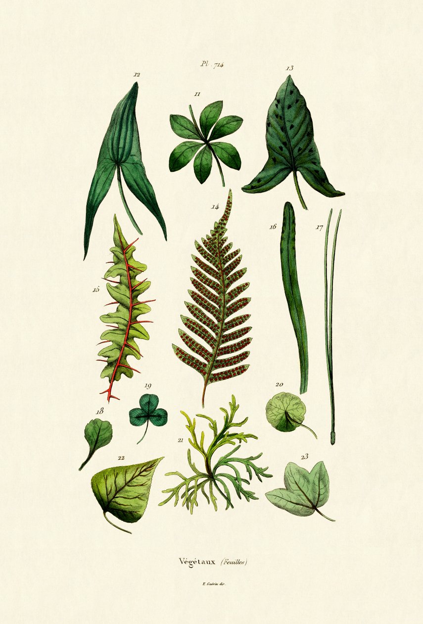 Plantas, 1833-39 de French School