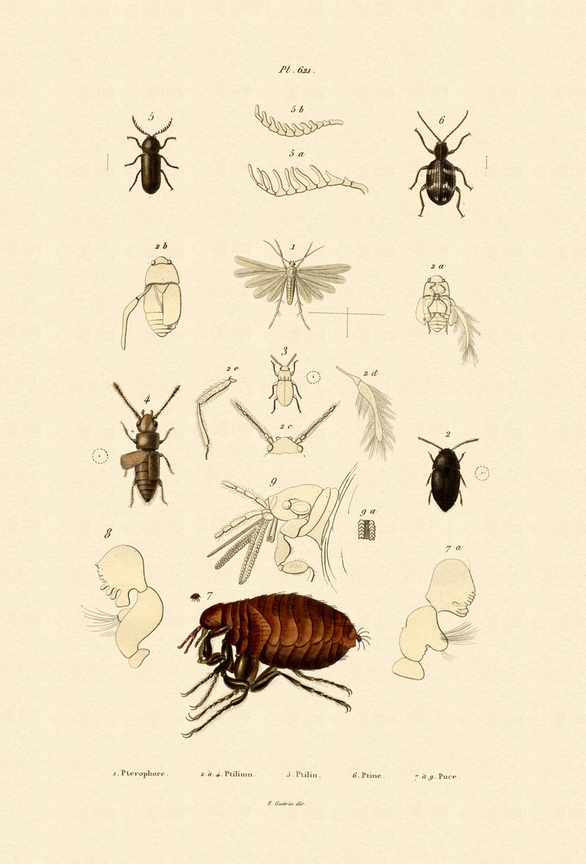 Plume Moth, 1833-39 de French School