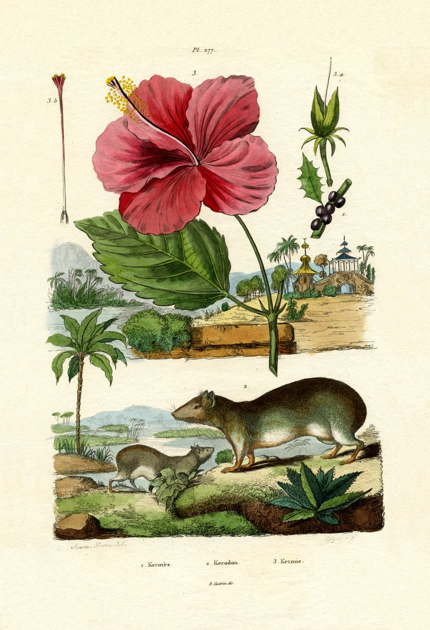 Pokeweed, 1833-39 de French School
