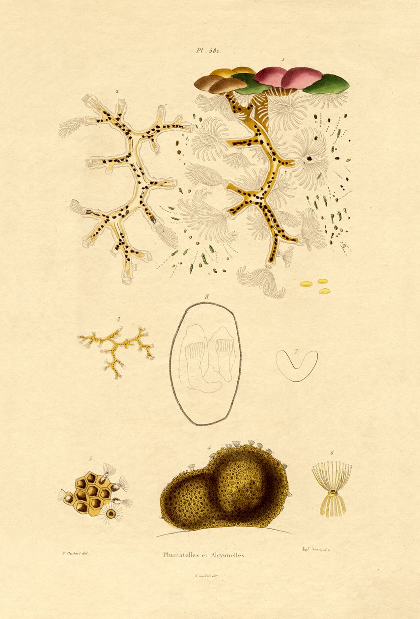 Pólipo, 1833-39 de French School