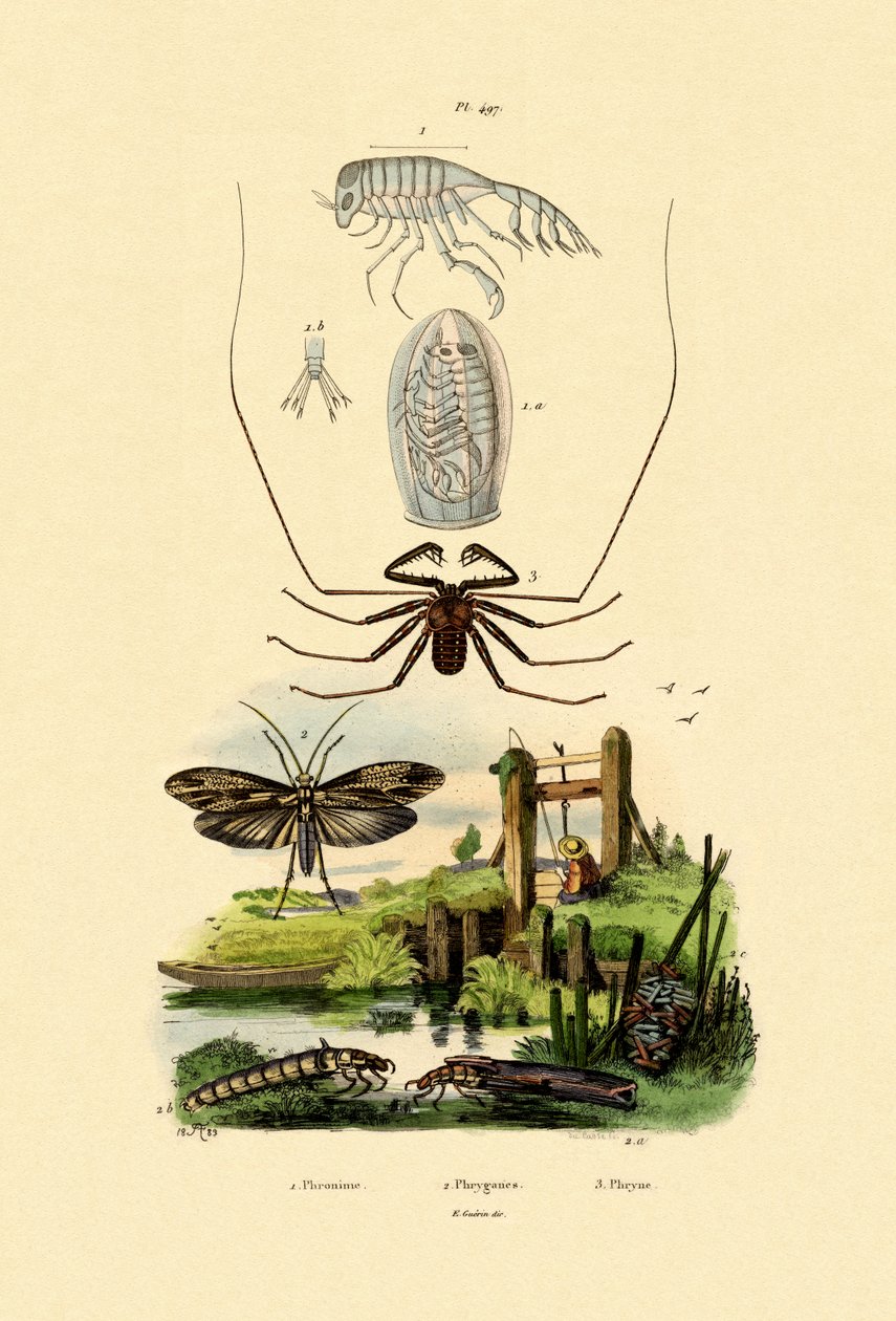Amphipod do erro do Pram, 1833-39 de French School