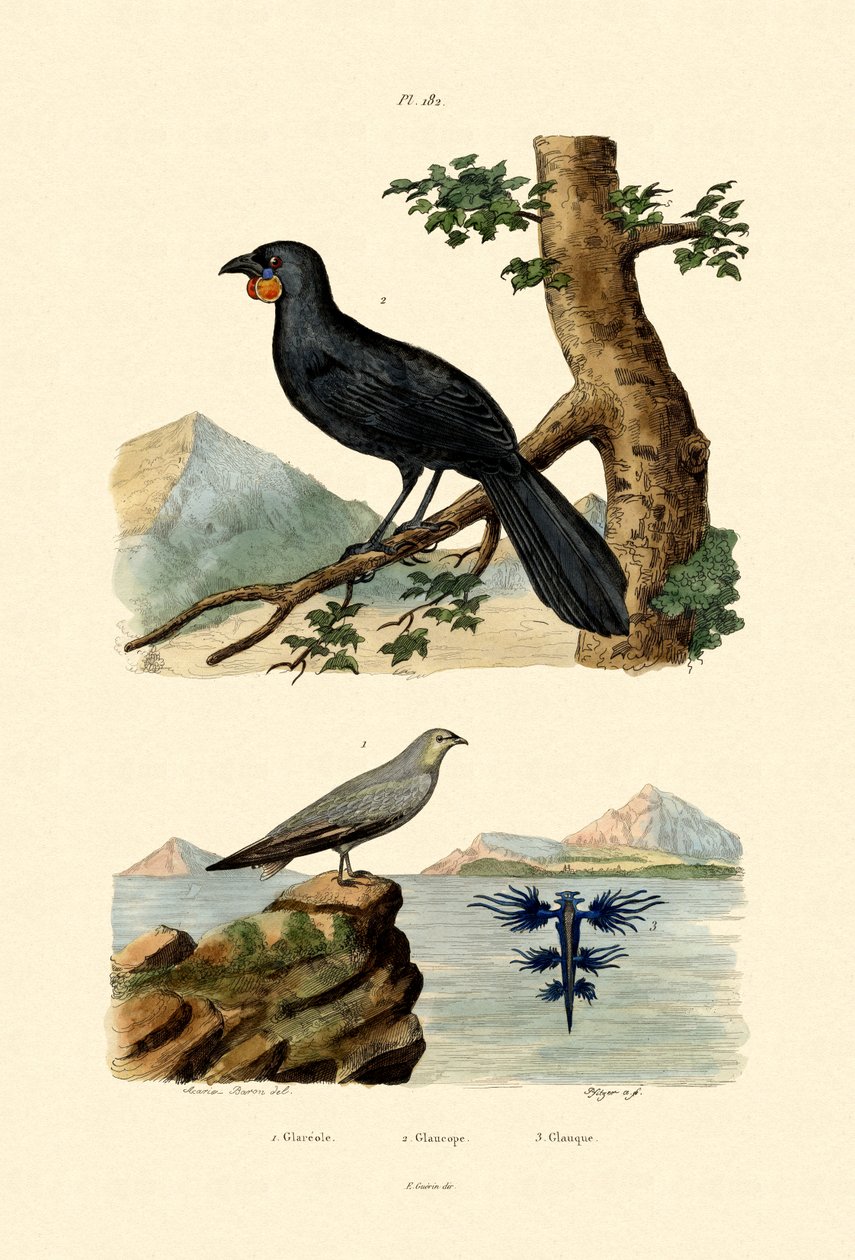 Pratincole, 1833-39 de French School