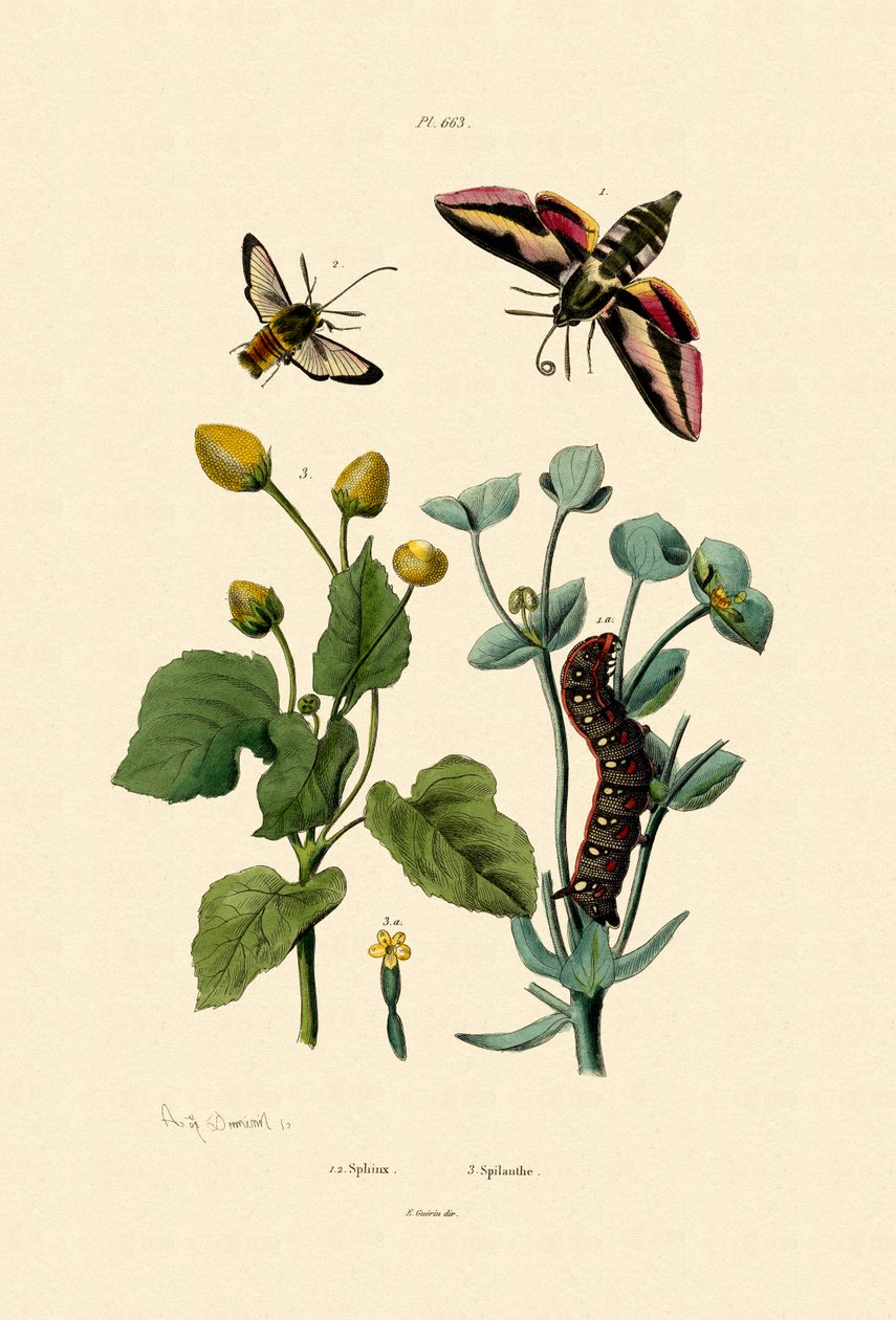 Privet Hawkmoth, 1833-39 de French School